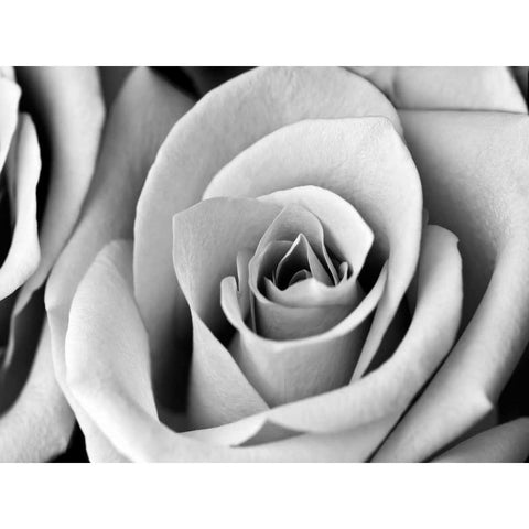 White Noise Rose 2 Black Modern Wood Framed Art Print by Telik, Tracey