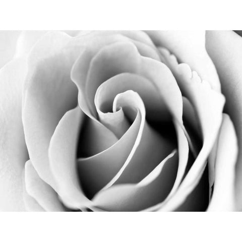 White Noise Rose 3 White Modern Wood Framed Art Print by Telik, Tracey