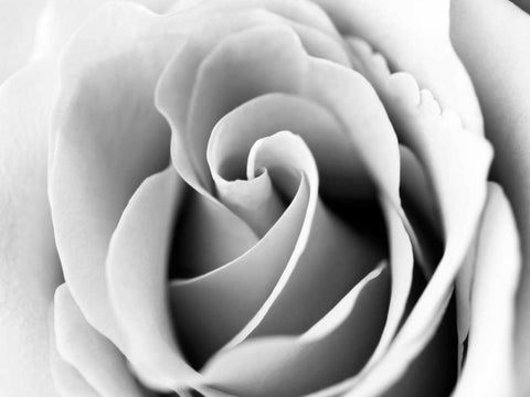 White Noise Rose 3 White Modern Wood Framed Art Print with Double Matting by Telik, Tracey