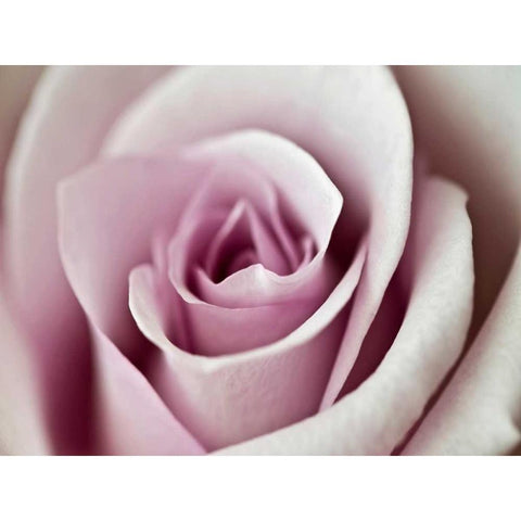 Tender Rose White Modern Wood Framed Art Print by Telik, Tracey