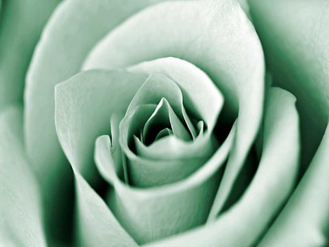 Jade Rose Black Ornate Wood Framed Art Print with Double Matting by Telik, Tracey