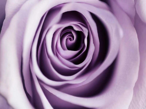 Lavender Bloom Black Ornate Wood Framed Art Print with Double Matting by Telik, Tracey