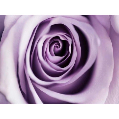 Lavender Bloom Gold Ornate Wood Framed Art Print with Double Matting by Telik, Tracey