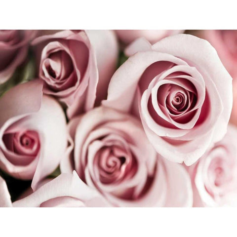 Blush Tone Bouquet White Modern Wood Framed Art Print by Telik, Tracey