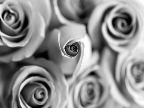 Monotone Bouquet Black Ornate Wood Framed Art Print with Double Matting by Telik, Tracey