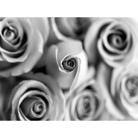 Monotone Bouquet Black Modern Wood Framed Art Print by Telik, Tracey