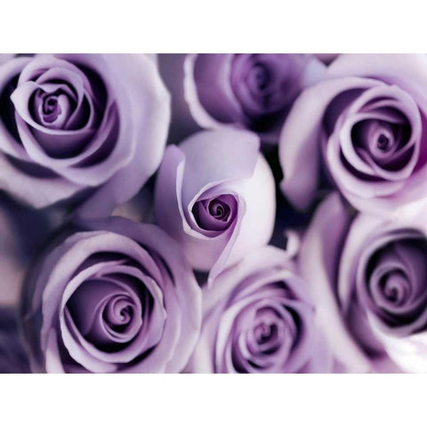Lavender Bouquet Black Modern Wood Framed Art Print with Double Matting by Telik, Tracey