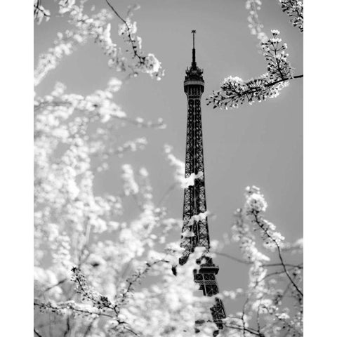 Spring Eiffel BW Gold Ornate Wood Framed Art Print with Double Matting by Telik, Tracey