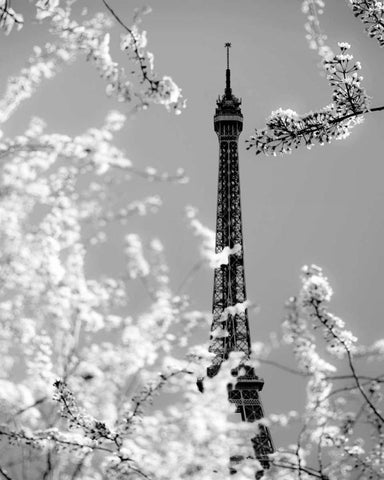 Spring Eiffel BW Black Ornate Wood Framed Art Print with Double Matting by Telik, Tracey