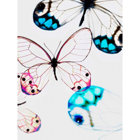 Glasswings White Modern Wood Framed Art Print by Telik, Tracey