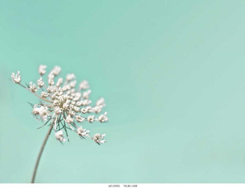 Lace 1 Mint White Modern Wood Framed Art Print with Double Matting by Telik, Tracey