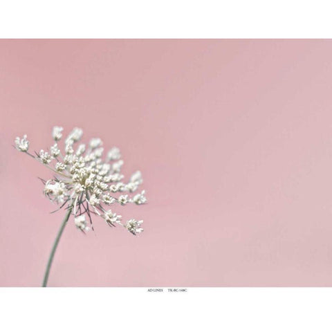 Lace 1 Pink White Modern Wood Framed Art Print by Telik, Tracey