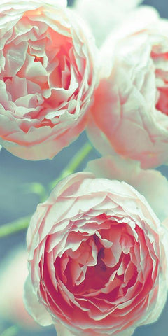 English Roses White Modern Wood Framed Art Print with Double Matting by Telik, Tracey