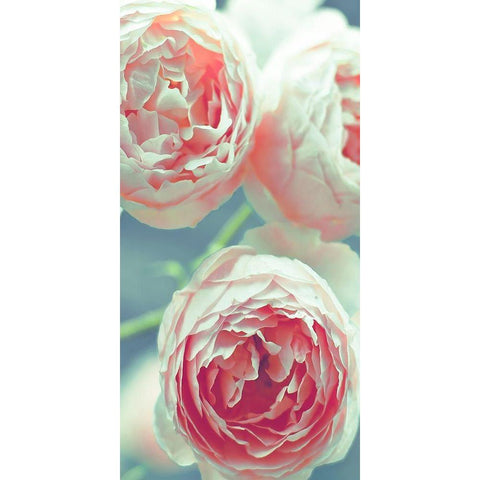 English Roses Black Modern Wood Framed Art Print with Double Matting by Telik, Tracey