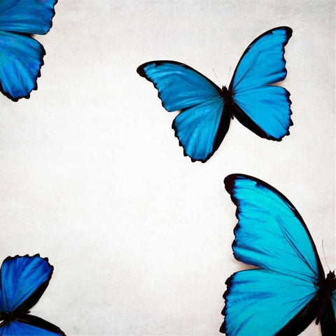 Blue Morphos White Modern Wood Framed Art Print by Telik, Tracey