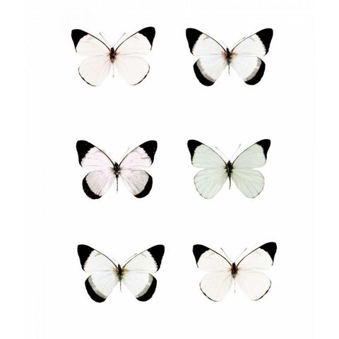 Pale Butterflies 6 Black Modern Wood Framed Art Print with Double Matting by Telik, Tracey