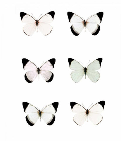 Pale Butterflies 6 White Modern Wood Framed Art Print with Double Matting by Telik, Tracey