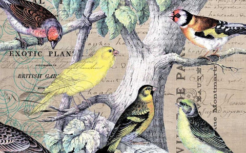 Bird Botanical 4 White Modern Wood Framed Art Print with Double Matting by Jordan, Elizabeth