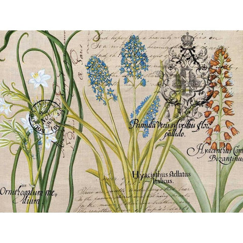 Flower Botanical Black Modern Wood Framed Art Print with Double Matting by Jordan, Elizabeth