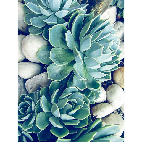 Succulents no words White Modern Wood Framed Art Print by Urban Epiphany