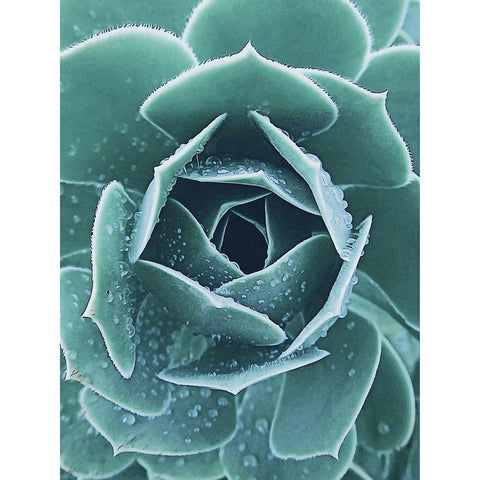 Succulent with Dew 1 White Modern Wood Framed Art Print by Urban Epiphany