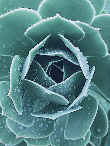 Succulent with Dew 1 White Modern Wood Framed Art Print with Double Matting by Urban Epiphany