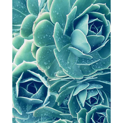 Succulent with Dew 2 Gold Ornate Wood Framed Art Print with Double Matting by Urban Epiphany