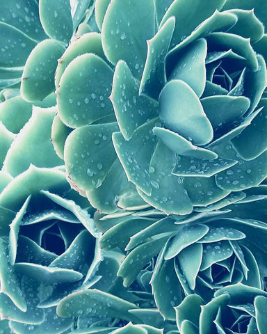 Succulent with Dew 2 White Modern Wood Framed Art Print with Double Matting by Urban Epiphany