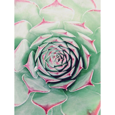 Succulent Red Tips White Modern Wood Framed Art Print by Urban Epiphany