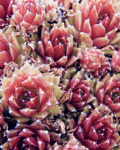 Red Succulents New Born 1 Black Ornate Wood Framed Art Print with Double Matting by Urban Epiphany