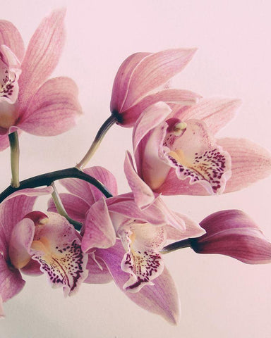 Pink Orchids White Modern Wood Framed Art Print with Double Matting by Urban Epiphany