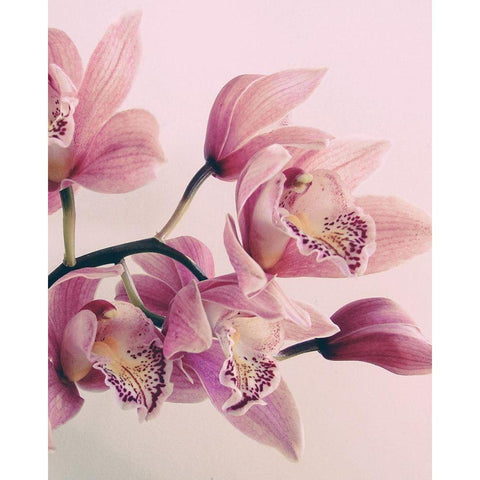 Pink Orchids White Modern Wood Framed Art Print by Urban Epiphany