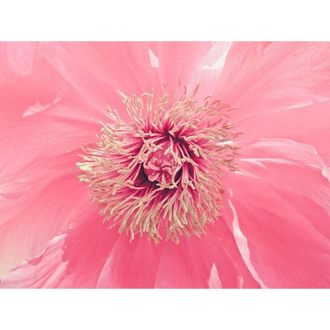 Pink Peony French Macaroon Black Modern Wood Framed Art Print by Urban Epiphany