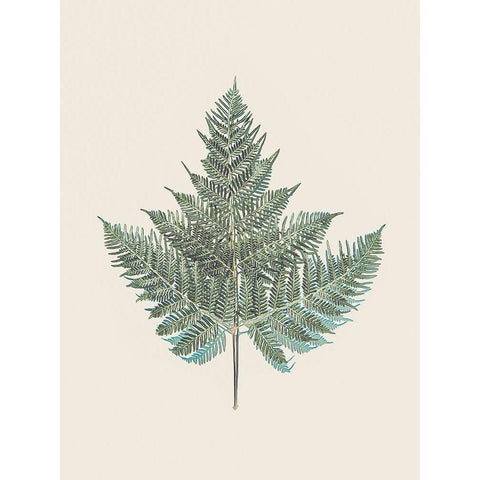 Tender Fern White Modern Wood Framed Art Print by Urban Epiphany