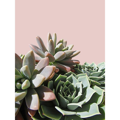 Pink Green Succulents White Modern Wood Framed Art Print by Urban Epiphany