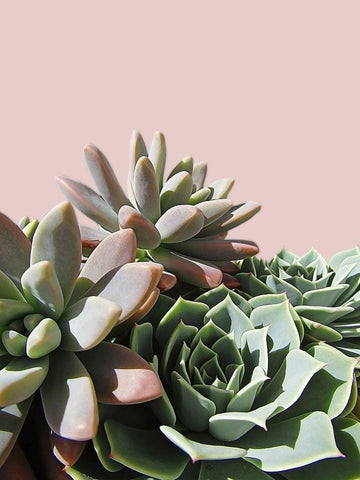 Pink Green Succulents White Modern Wood Framed Art Print with Double Matting by Urban Epiphany