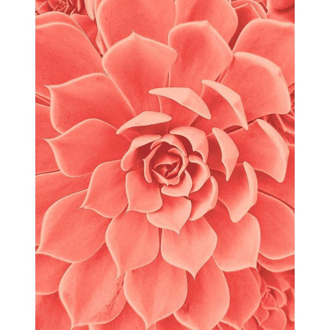 Coral Succulent Black Modern Wood Framed Art Print with Double Matting by Urban Epiphany