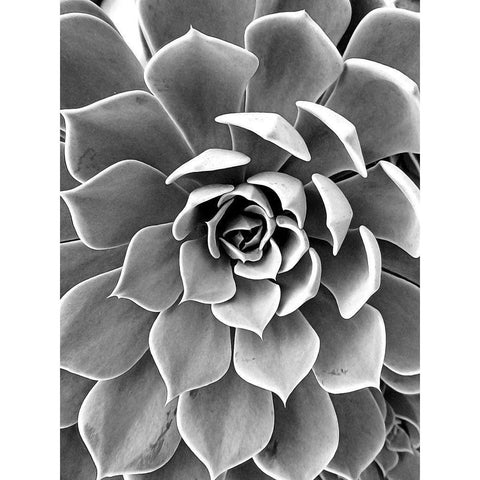 Black White Still Life Gold Ornate Wood Framed Art Print with Double Matting by Urban Epiphany