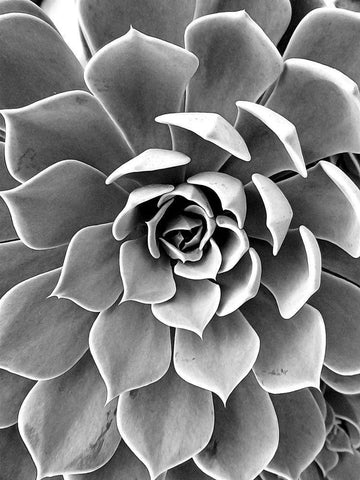 Black White Still Life White Modern Wood Framed Art Print with Double Matting by Urban Epiphany