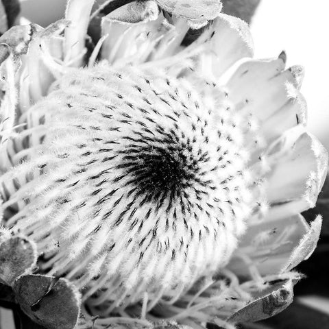 Protea Close Up White Modern Wood Framed Art Print by Urban Epiphany