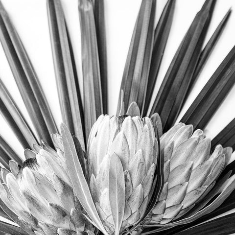 Protea Black Ornate Wood Framed Art Print with Double Matting by Urban Epiphany