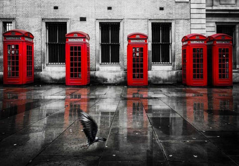 London Phone Booths Bird White Modern Wood Framed Art Print with Double Matting by Brown,Victoria