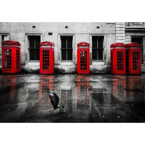 London Phone Booths Bird Black Modern Wood Framed Art Print with Double Matting by Brown,Victoria