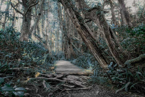 Path In The Forest 2 Black Ornate Wood Framed Art Print with Double Matting by Kostka, Vladimir