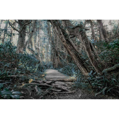 Path In The Forest 2 Black Modern Wood Framed Art Print by Kostka, Vladimir