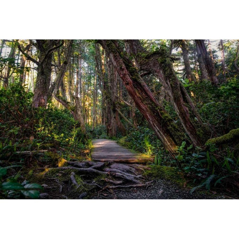 Path In The Forest White Modern Wood Framed Art Print by Kostka, Vladimir