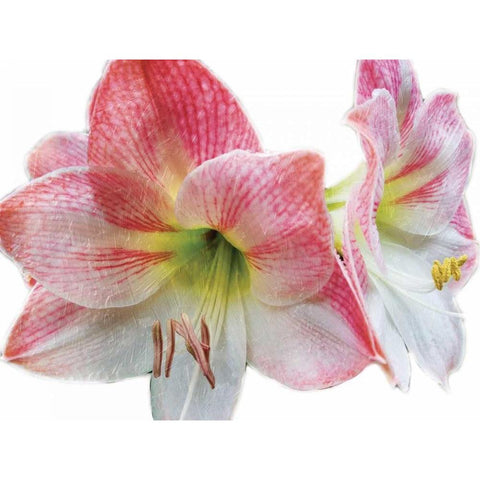 Pink Floral Black Modern Wood Framed Art Print with Double Matting by Unknown