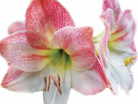 Pink Floral Black Ornate Wood Framed Art Print with Double Matting by Unknown