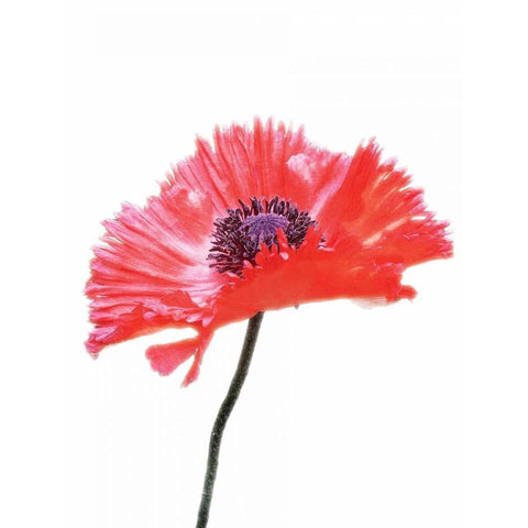 Pink Floral Two Black Modern Wood Framed Art Print with Double Matting by Unknown