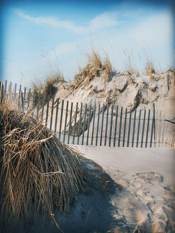 Beach Grass and Fence A White Modern Wood Framed Art Print with Double Matting by Foschino, Suzanne